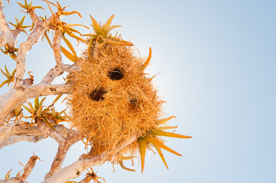 Sociable Weaver communal nest in a quiver tree against blue sky in Namibia