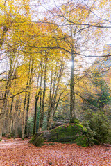 Fototapeta premium Autumn fall forest with yellow trees Ordesa national park Huesca Aragon Spain