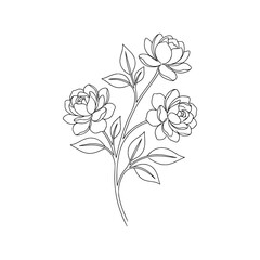 Obraz premium Beautiful blooming jasmine flower branch with leaves hand drawn black and white line art sketch