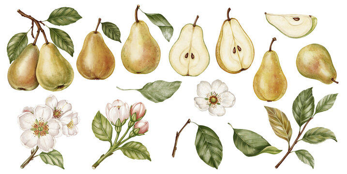 Watercolor vintage pear clipart set including yellow fruits, halves, slices, green leaves, white blossoms, branches. Cottagecore element kit for packaging, poster.