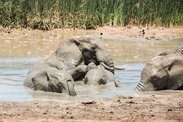 Family group of African elephants mud bathing at a waterhole in Addo Elephant National Park, South Africa © Jane Allan