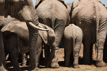 African elephant calf sheltered among adult elephants in a herd at Addo Elephant National Park, South Africa © Jane Allan