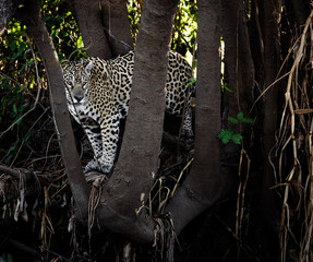 jaguar between tree branches © Agatha Carr
