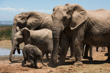 African elephant calf walking with family herd at Addo Elephant National Park, South Africa © Jane Allan