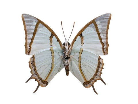 Polyura eudamippus great nawab butterfly isolated on white background