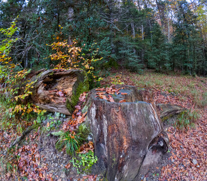 Fall forest with yellow and colorful trees  Ordesa Monte Perdido national park Huesca Aragon Spain in october. The Ordesa meadow.
