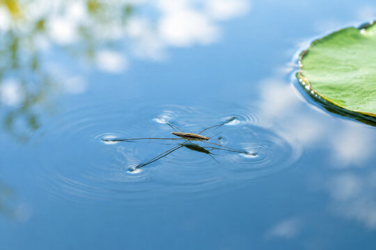 Water strider insect on calm blue water with lily pad, nature and aquatic ecosystem concept
