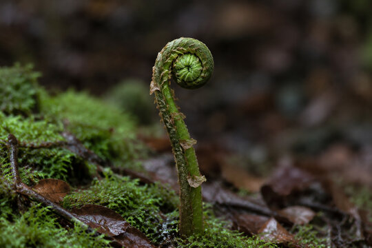 Involute fern fiddlehead in forest moss, growth and nature renewal concept