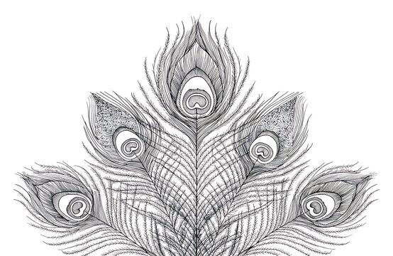 Detailed peacock feather illustration with eyes design