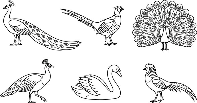 Beautiful gamebirds and waterfowl vector line art set featuring peacock pheasant and swan isolated on white