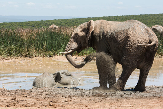 African elephant spraying mud over its body beside a waterhole with bathing elephants