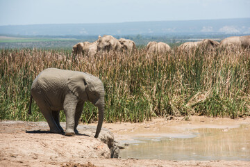 Young African elephant approaching a waterhole with herd in the background at Addo Elephant National Park, South Africa © Jane Allan