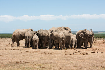 Obraz premium Herd of African elephants with calves gathered together in Addo Elephant National Park