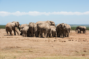 Large herd of African elephants with calves gathered on open dry grassland in Addo National Park © Jane Allan