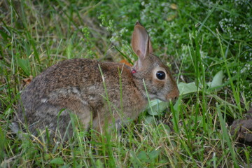 conejo © Adrian Lazcano