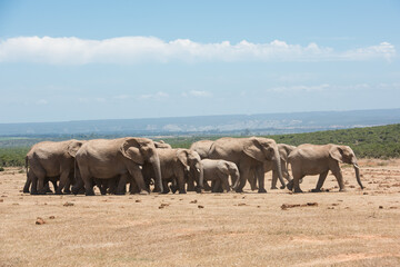 African elephant herd with calves walking across dry grassland in Addo Elephant National Park, South Africa © Jane Allan