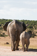 African elephant mother and calf walking together through the South African landscape © Jane Allan