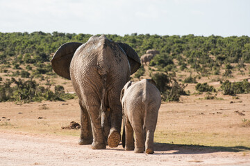 African elephant mother and calf walking side by side through the South African landscape © Jane Allan