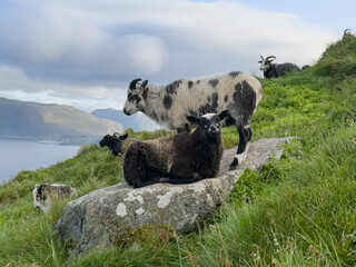 Sheep on a lichen-covered boulder on Runde island, Norway © versus_cz