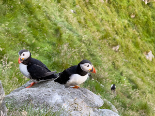 Fototapeta premium Pair of Atlantic puffins on a boulder on Runde island, Norway