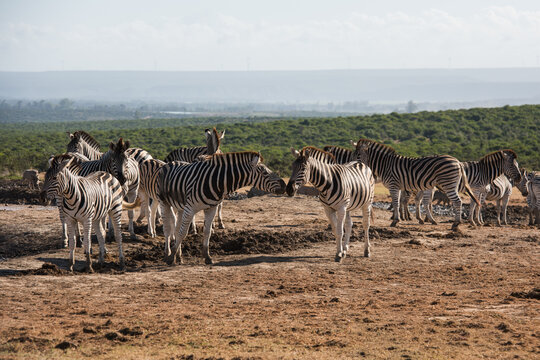 Large herd of zebras gathered in a natural landscape in South Africa