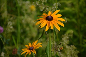 flor © Adrian Lazcano
