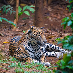 Jaguar © Nick Hobgood