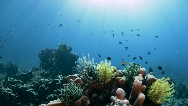 Colorful Feather Stars and Crinoids Perched on Tropical Coral Reef with Fish Swimming in Blue Water in the Philippines