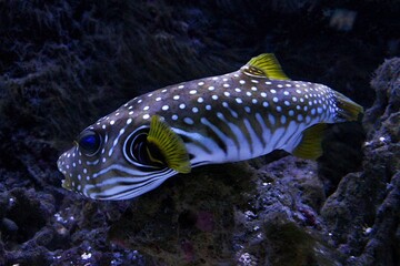 White-spotted puffer © Hana
