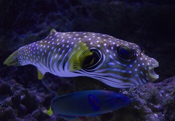 White-spotted puffer © Hana