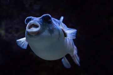 White-spotted puffer © Hana