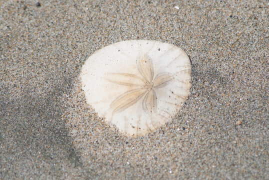 Sand dollar on the beach