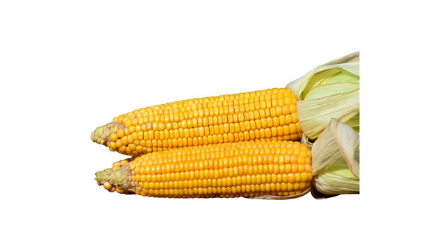 Two fresh sweet corn cobs with green husks isolated on white background corn cob vegetable produce raw corn yellow kernels husked corn farm harvest organic food corn agriculture summer harves