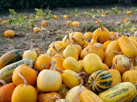 Heap of fresh ripe pumpkins and squashes lying on agricultural field