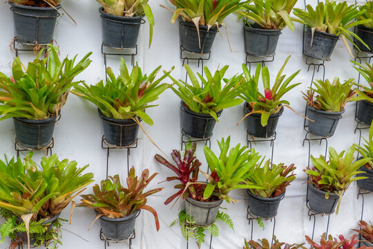 Tree hanging in plastic pots in nursery garden,Potted flowers and plants in flower shop, plants in the interior of greenhouse,Home gardening tropical flower,Selective focus,copy space.