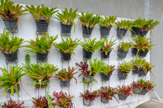 Tree hanging in plastic pots in nursery garden,Potted flowers and plants in flower shop, plants in the interior of greenhouse,Home gardening tropical flower,Selective focus,copy space.
