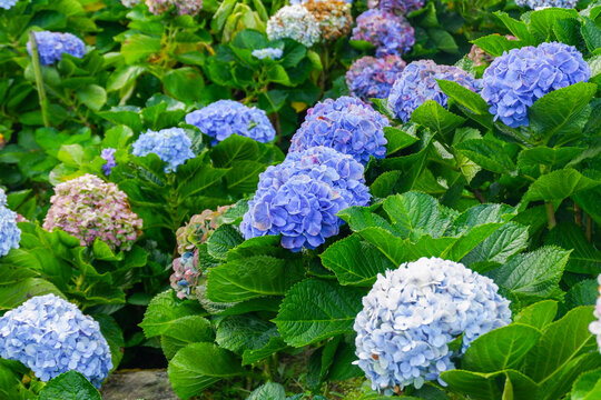 Hydrangea flower blooming in flower garden, Hydrangea macrophylla,purple and blue hydrangea bush a in full bloom.
