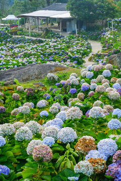 Hydrangea flower blooming in flower garden, Hydrangea macrophylla,purple and blue hydrangea bush a in full bloom.
