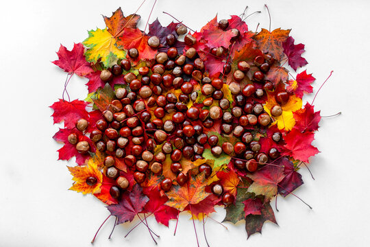 Horse chestnuts on colorful autumn leaves isolated on white background with copy space