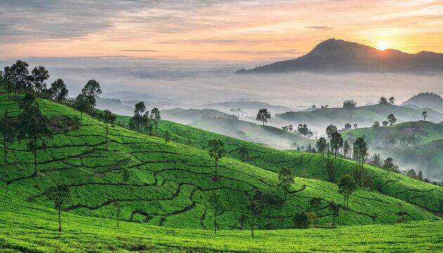 Rolling tea plantation terraces at sunrise with misty mountains in a flat lay vector style