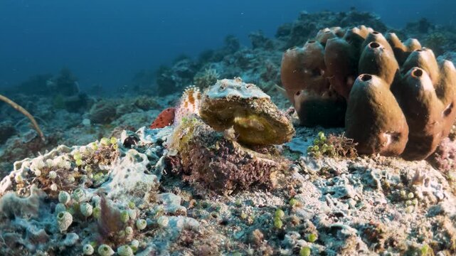 Freckled Hawkfish Paracirrhites forsteri Perched on Tropical Coral Reef Beside Large Sponges in the Philippines