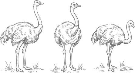 Obraz premium Set of Three Ostrich Silhouettes in Detailed Line Art Style Featuring Large Flightless Birds in Different Standing Poses on a Clean White Background