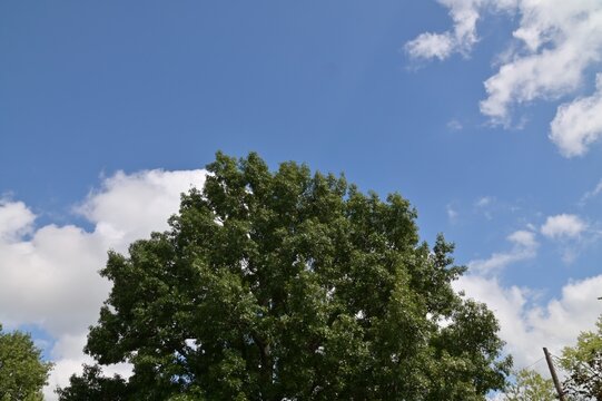 Blue Sky and White Clouds Over a Tree