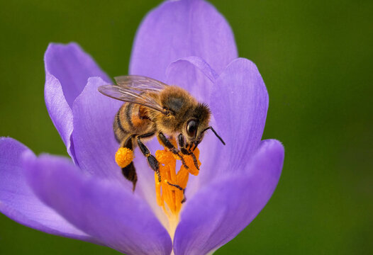 Close up vector illustration of a honeybee gathering pollen inside a vibrant purple crocus flower