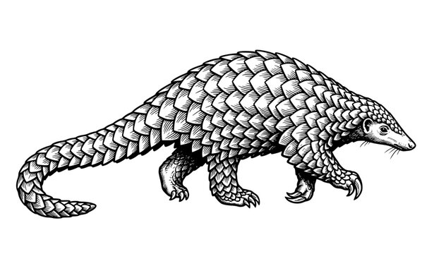 Pangolin Armored Insectivore Side Profile Hand Drawn Vector Illustration