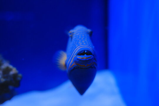 Close up view of an orange-lined triggerfish swimming in a brightly lit aquarium exhibit with a deep blue background and sandy bottom surrounding the rocky habitat during the daylight hours