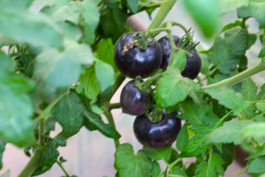 Clusters of ripe black tomatoes mature on a bush among dense green leaves in a garden. These rare dark purple fruits showcase an exotic variety, organic cultivation, and a high yield of natural vegeta