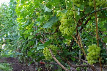 Rows of lush grapevines laden with clusters of green table grapes grow on trellises under bright sunlight. The healthy, juicy berries are ready for harvest. This is a vivid example of sustainable agri © Олег Струс