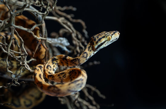 SERPIENTE BOA ARBORICOLA DEL AMAZONAS
