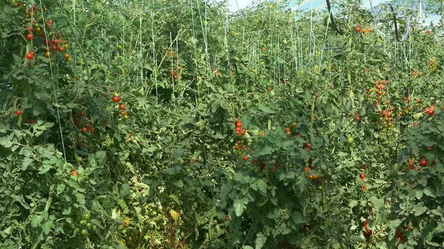 Growing ripe red tomatoes in a modern greenhouse. Organic tomato plants growing in greenhouse interior. 